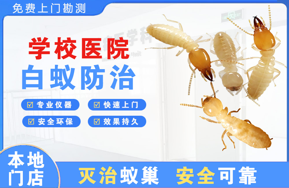 张家界学校医院白蚁防治
